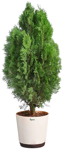 Plants Under 1499