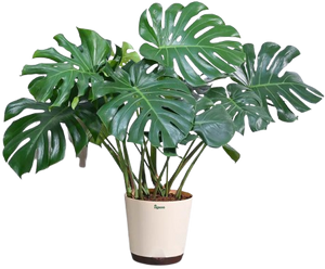Best For Decor