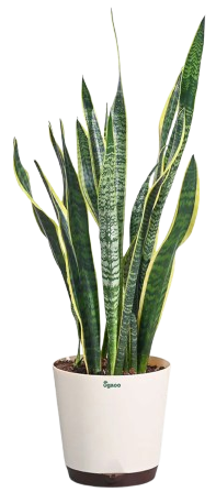 Plants Under 999