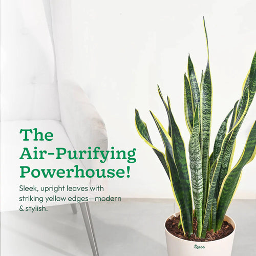 Sansevieria Laurentii Plant - XL