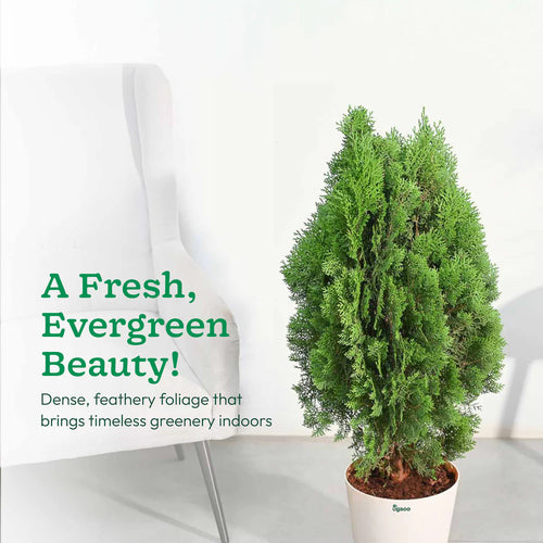 Thuja Plant - XL
