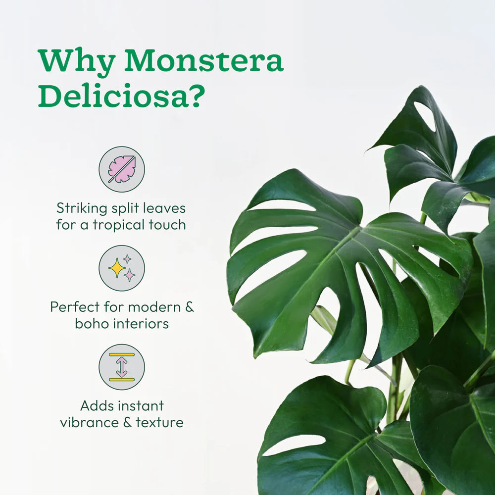 Monstera Deliciosa Plant