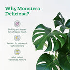 Monstera Deliciosa Plant