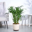 Areca Palm Plant XL