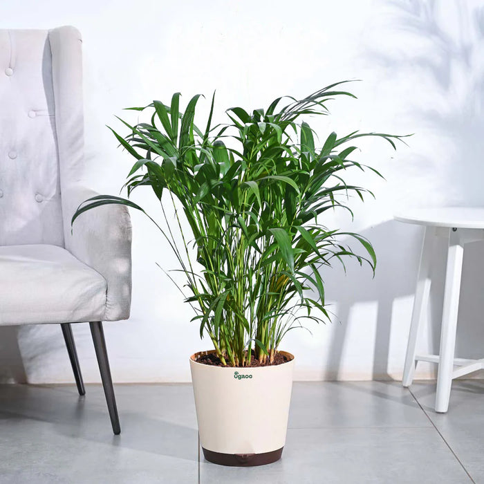 Areca Palm Plant XL