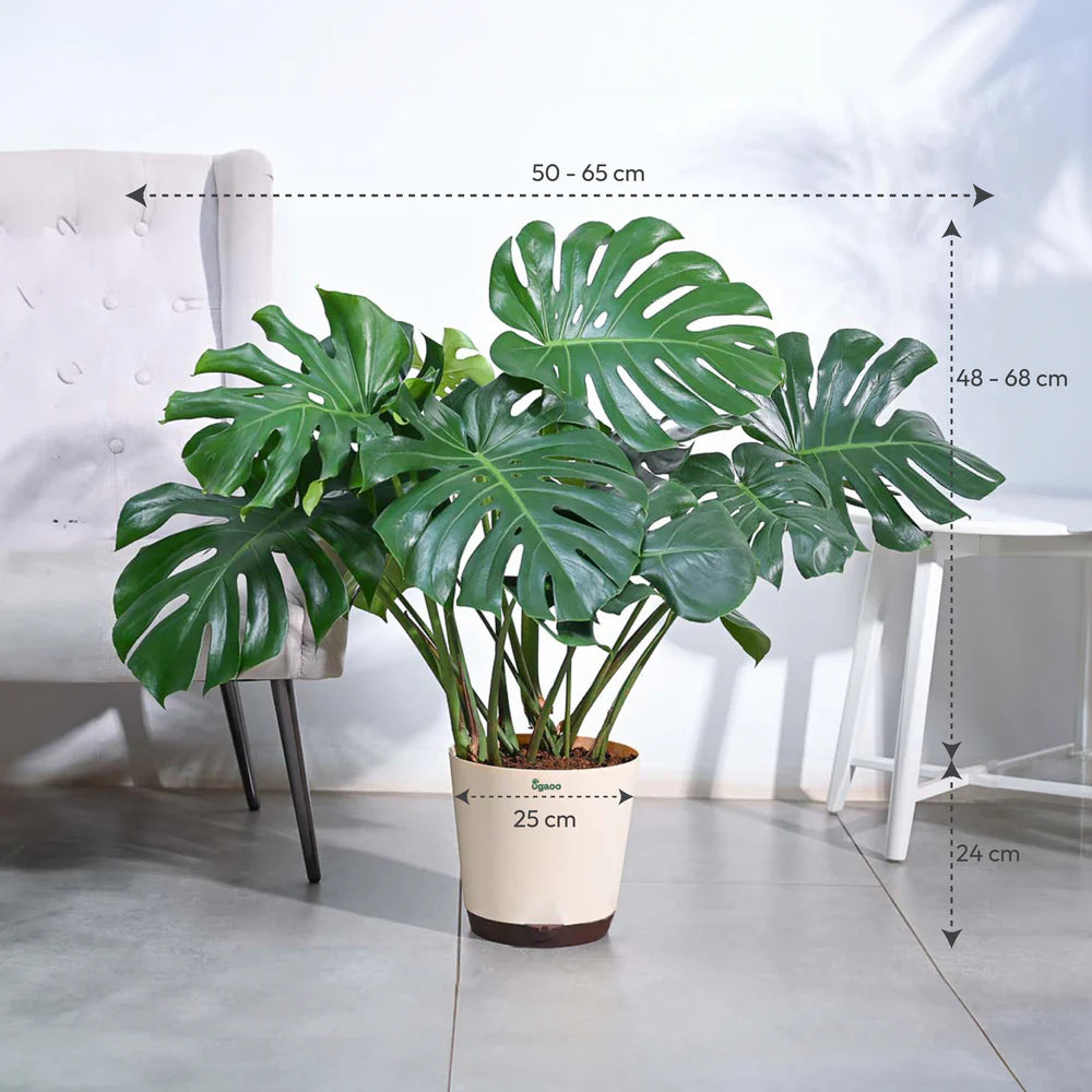 Monstera Deliciosa Plant