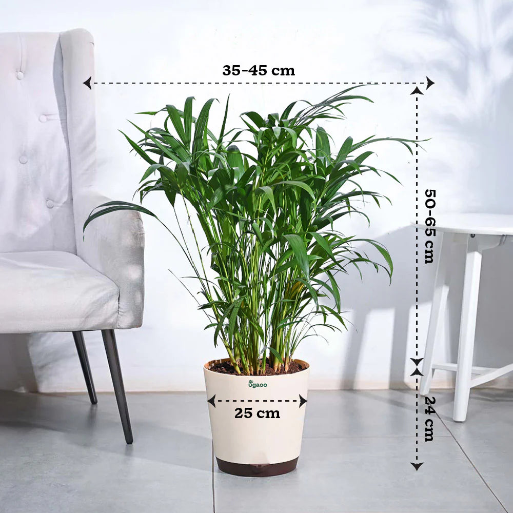 Areca Palm Plant XL